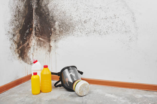 Best Crawl Space Mold Removal  in Dunkirk, IN