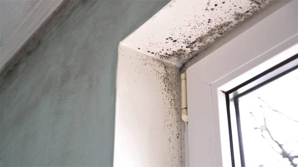 Certified Mold Removal in Dunkirk, IN