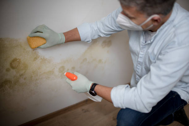 Best Mold Removal Process  in Dunkirk, IN